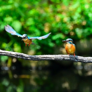 オス　メス　カワセミ