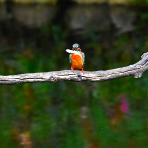 大きいね獲った