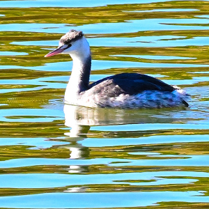 カンムリカイツブリ　1羽